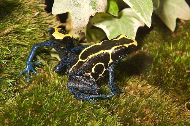 FH_070918_4466.jpg - Dendrobates tinctorus