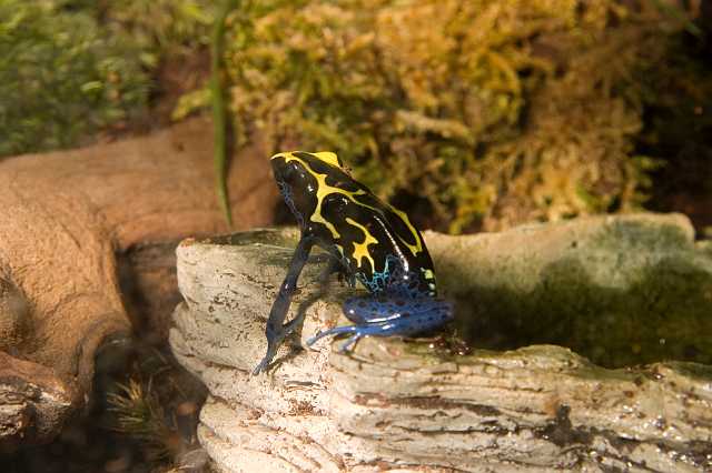FH_070922_4507.jpg - Dendrobates tinctorus