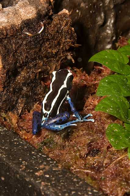 FH_070922_4550.jpg - Dendrobates tinctorus