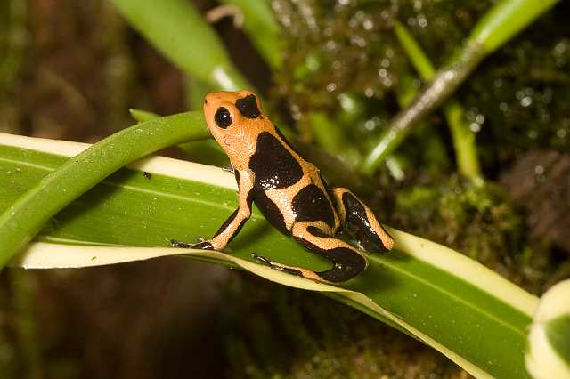 FH_081110_6932.jpg - Dendrobates tinctorius
