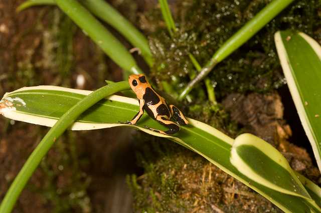 FH_081110_6932a.jpg - Dendrobates tinctorius