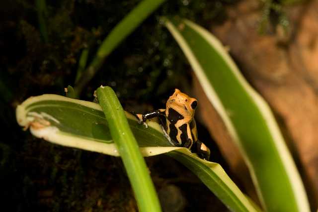FH_081110_6934.jpg - Dendrobates tinctorius
