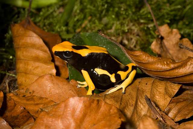 FH_081110_6949.jpg - Dendrobates tinctorius