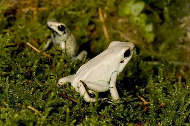 FH_091010_9529.jpg - Phyllobates terribilis mint