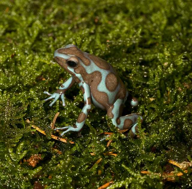 FH_091014_9673.jpg - Dendrobates auratus