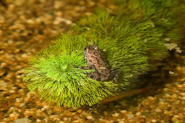 FH_070922_4620.jpg - Bombina orientalis