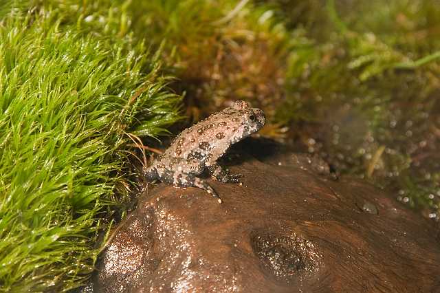 FH_070922_4625.jpg - Bombina orientalis