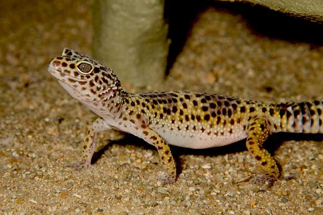 FH_080510_E55336(Eublepharis).jpg - Eublepharis macularius Be25 - Luipaardgekko