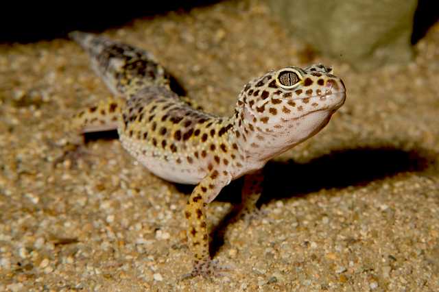 FH_080510_E55337(Eublepharis).jpg - Eublepharis macularius Be25 - Luipaardgekko