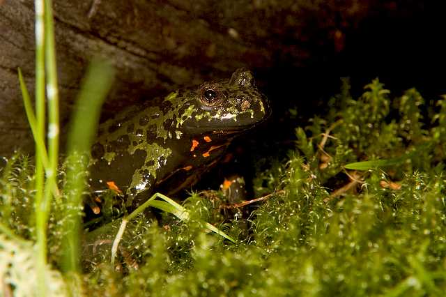 FH_080510_E55362(Bombina).jpg - Bombina variegata