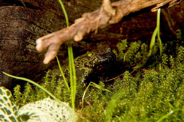 FH_080510_E55364(Bombina).jpg - Bombina variegata