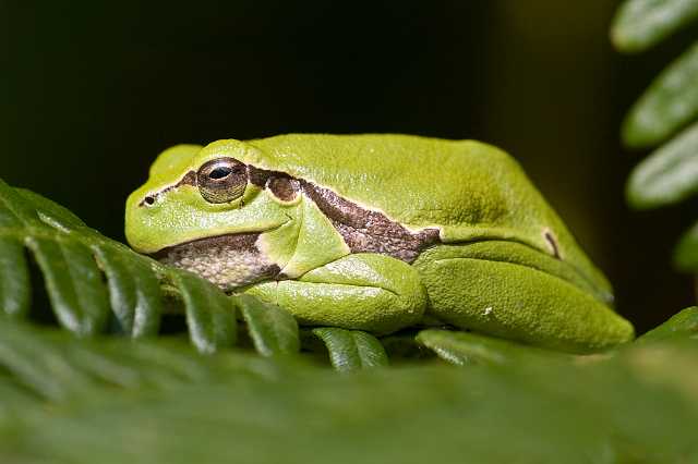 FH_080727_6024.jpg - Hyla arborea