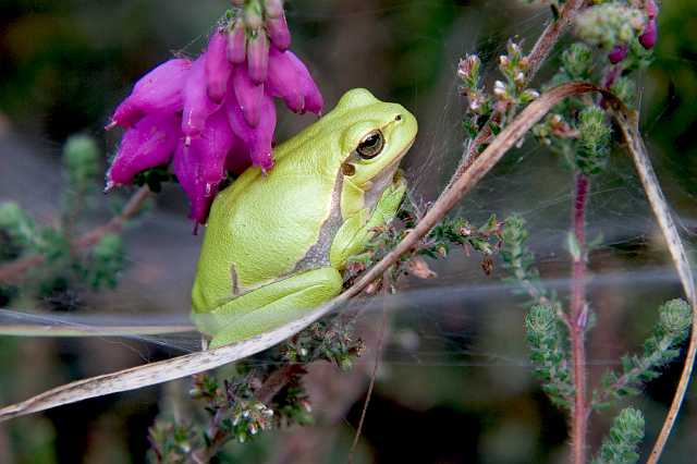 FH_080727_6034.jpg - Hyla arborea