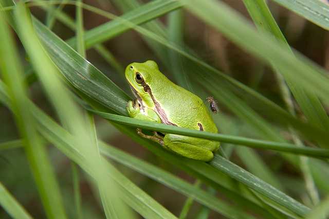 FH_080727_6042.jpg - Hyla arborea