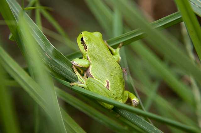 FH_080727_6043.jpg - Hyla arborea