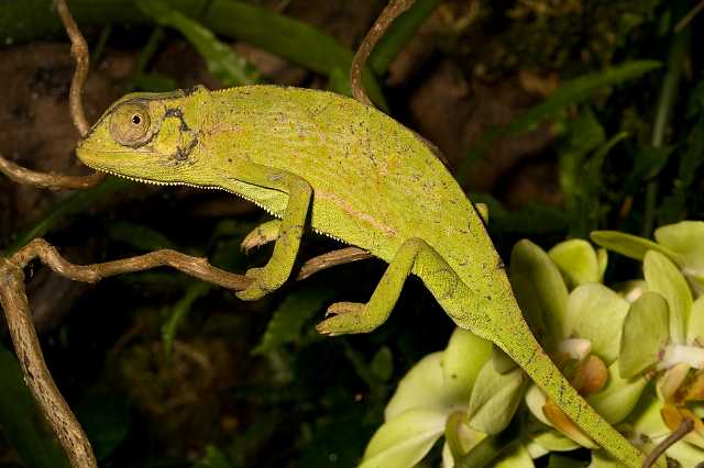 FH_090516_7868.jpg - Chemaleo senegalensis