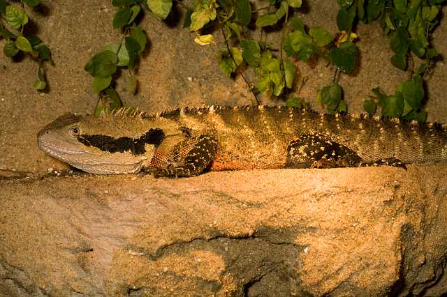 FH_091014_9644.jpg - Physignathus lesueurii (Eastern Water Dragon)