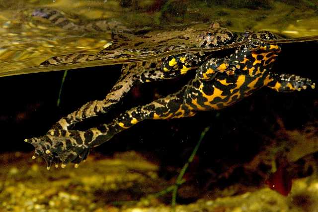 FH_091014_9745.jpg - Bombina orientalis (Chinese vuurbuikpad)