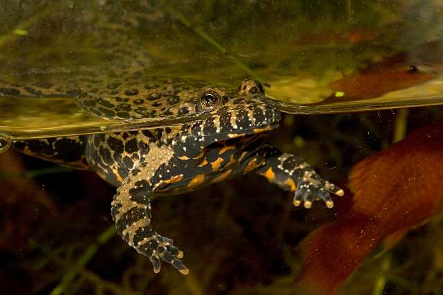 FH_091014_9750.jpg - Bombina orientalis (Chinese vuurbuikpad)