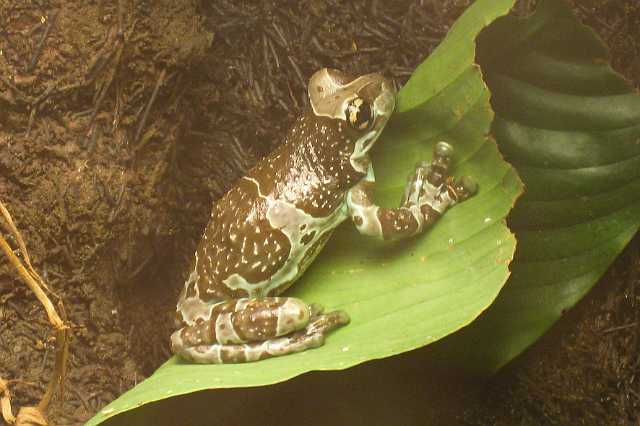 FH_100704_IX1400.jpg - Phrynohyas resinifictrix, Melkkikker