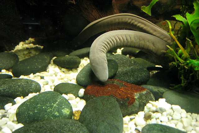 FH_100704_IX1418.jpg - Typhlonectens natans, Wormsalamander