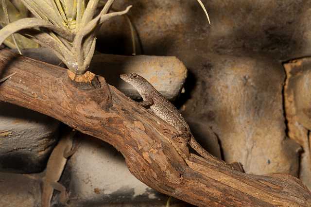 FH_101003_14899.jpg - Anolis carolinensis - Roodkeelanolis