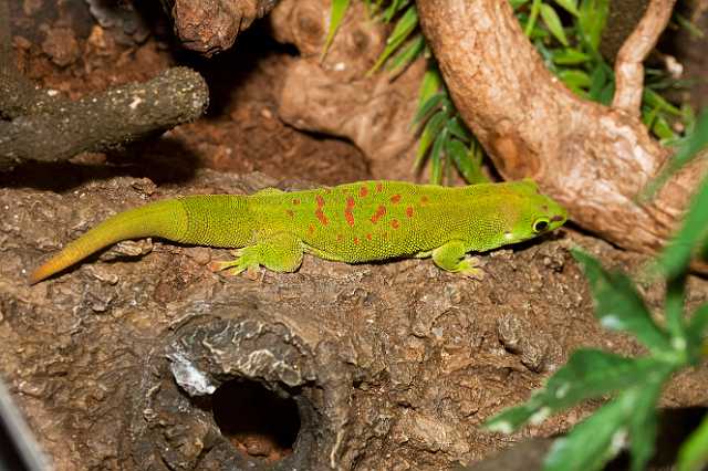 FH_110723_19944.jpg - Phelsuma madagascariensisInsectarium Lizio