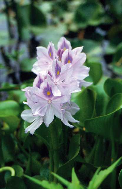 FH_Eichhornia_crassipes_003.jpg