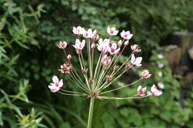 FH_VP_0004.JPG - Butomus umbellatus (Zwanebloem)