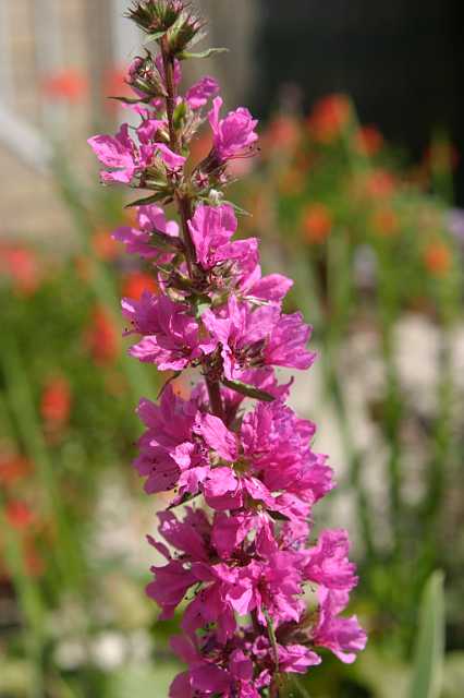 FH_VP_0007.jpg - Lythrum salicaria (kattenstaart)