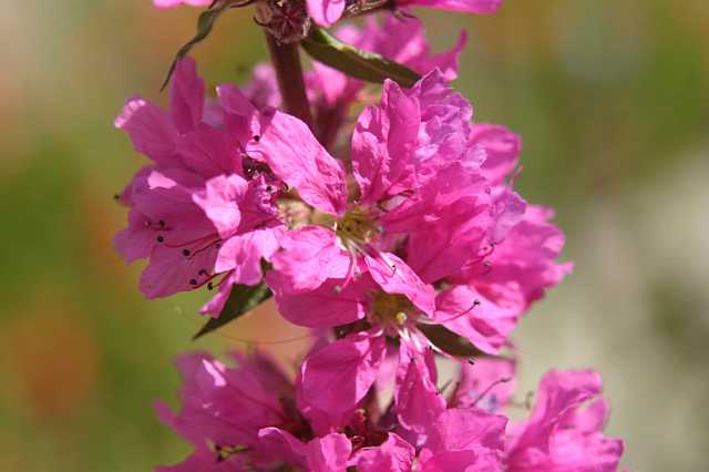 FH_VP_0008.jpg - Lythrum salicaria (kattenstaart)