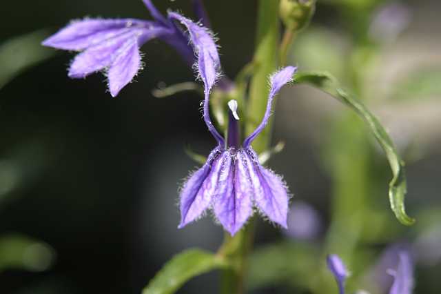 FH_VP_0010.JPG - Lobelia siphilitica (Virginische waterlobelia)