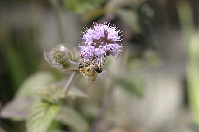 FH_VP_0011.JPG - Mentha aquatica (watermunt)