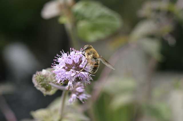 FH_VP_0012.JPG - Mentha aquatica (watermunt)