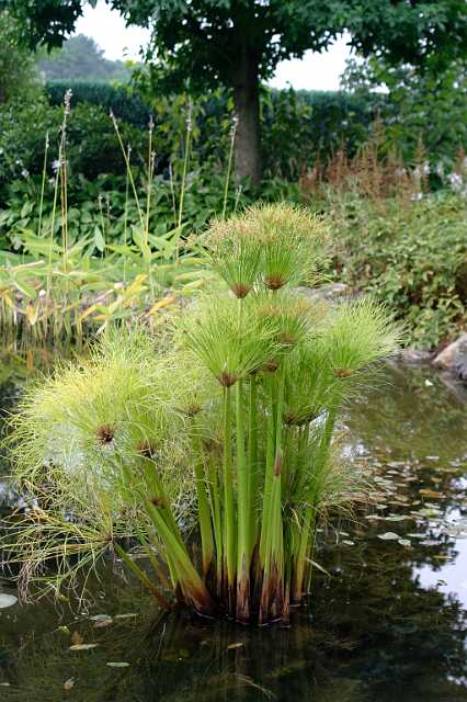 FH_VP_0015.JPG - Cyperus papyrus