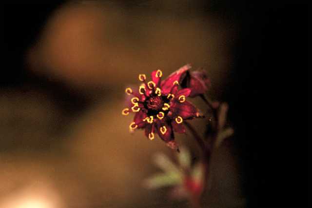 FH_VP_0026(wateraardbei).jpg - Potentilla palustris (wateraardbei)