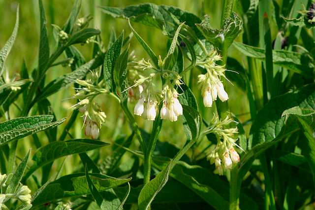 FH_VP_0035.jpg - Symphytum officinale (Smeerwortel)