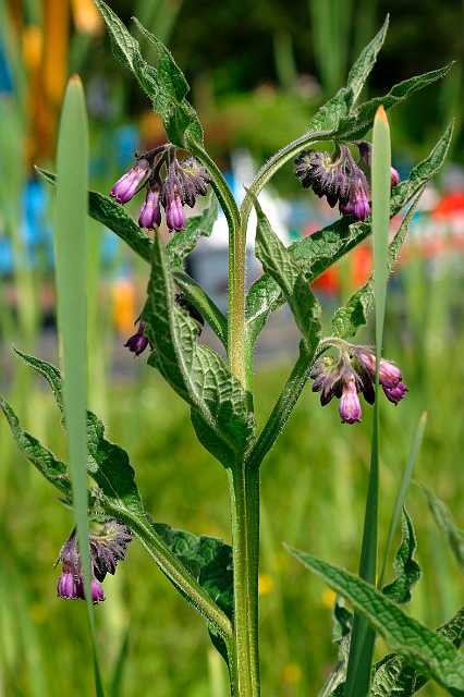 FH_VP_0036.jpg - Symphytum officinale (Smeerwortel)