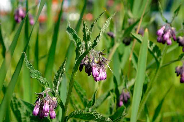 FH_VP_0037.jpg - Symphytum officinale (Smeerwortel)