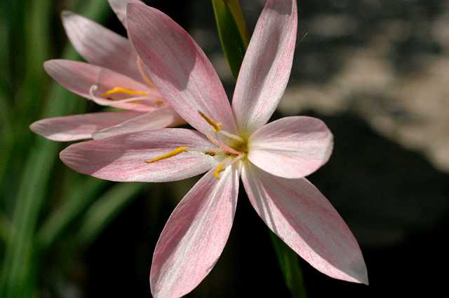 FH_VP_0044(Moerasgladiool).jpg - Schizostylus coccinea (moerasgladiool)