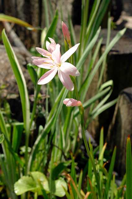 FH_VP_0045(Moerasgladiool).jpg - Schizostylus coccinea (moerasgladiool)