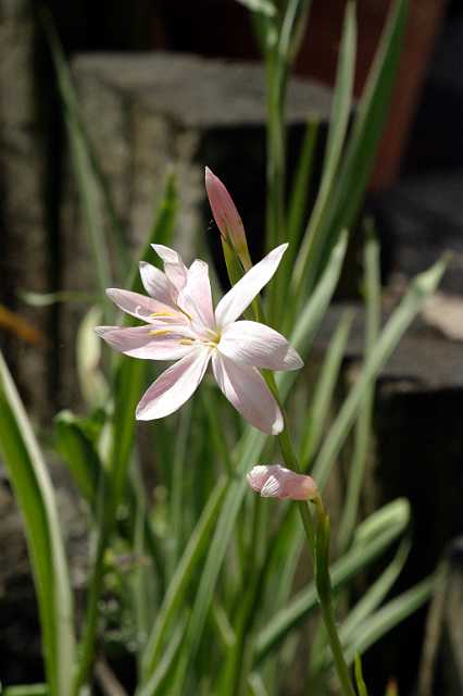 FH_VP_0046(Moerasgladiool).jpg - Schizostylus coccinea (moerasgladiool)