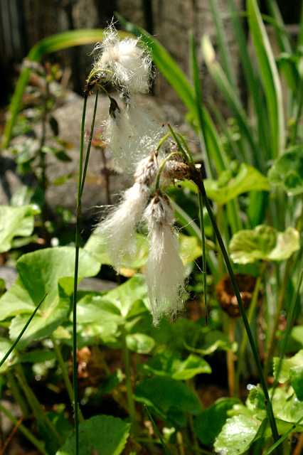 FH_VP_0049(Veenpluis).jpg - Eriophorum angustifolium (veenpluis)