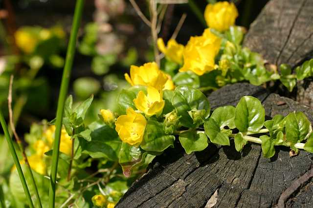 FH_VP_0059(penningkruid).jpg - Lysimachia nummularia (penningkruid)