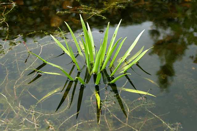 FH_VP_0072(krabbescheer).JPG - Stratiotes aloides (Krabbenscheer)