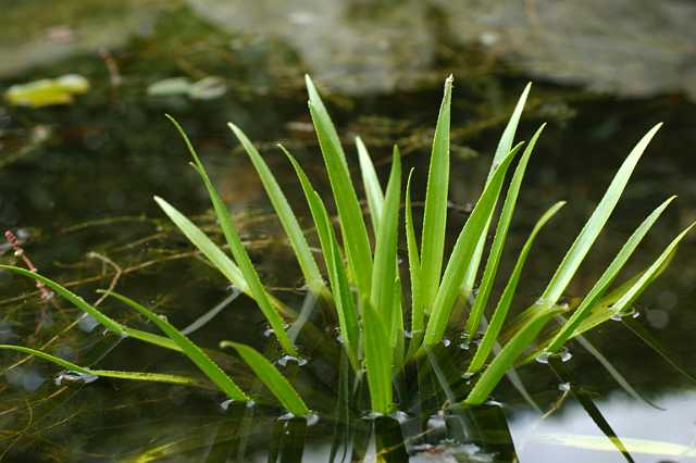 FH_VP_0073(krabbescheer).JPG - Stratiotes aloides (Krabbenscheer)