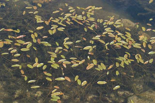 FH_VP_0074(fonteinkruid).JPG - Potamogeton natans (Drijvend fonteinkruid)