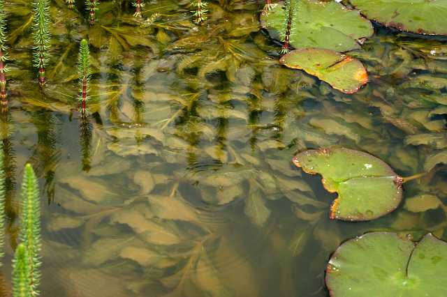 FH_VP_0075(fonteinkruid).JPG - Potamogeton crispus (gekroesd fonteinkruid)