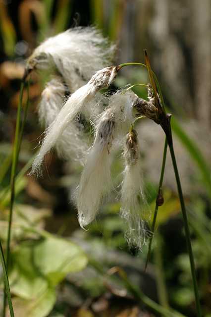 FH_VP_0077(Veenpluis).jpg - Eriophorum angustifolium (veenpluis)