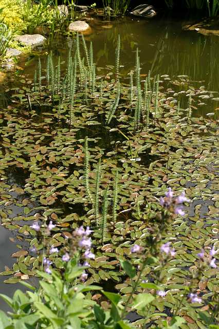 FH_VP_0081(lidsteng).JPG - Hyppuris vulgaris (lidsteng)